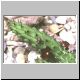 Echidnopsis_ciliata.jpg