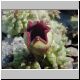 Echidnopsis_globosa.jpg