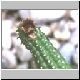 Echidnopsis_scutellata1.jpg