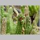 Echidnopsis_stapeliaeformis.jpg